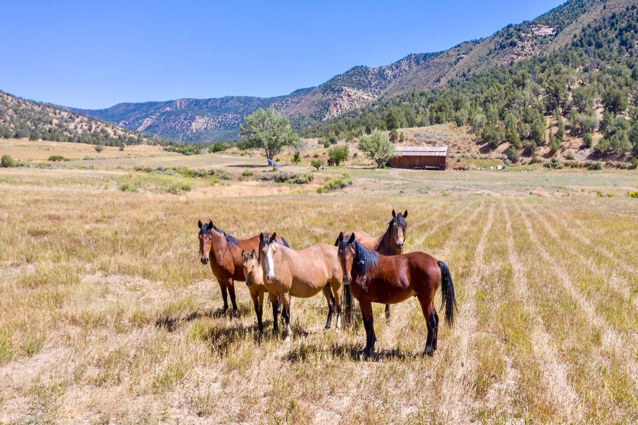 Weber Creek Ranch