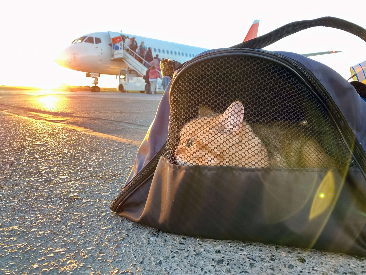 Tips For Moving Pets: How To Keep Animal Friends Safe During A Move