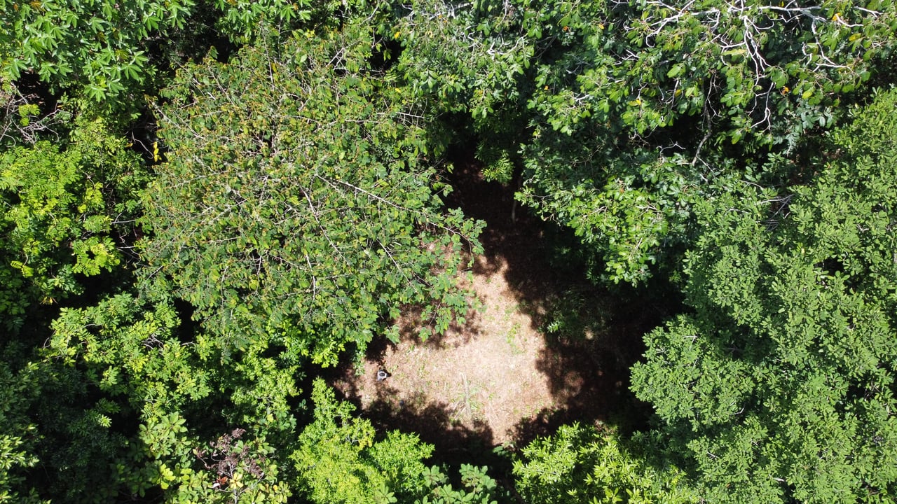 1.6 Acres Land Parcel in Ballena, Jungle Views.