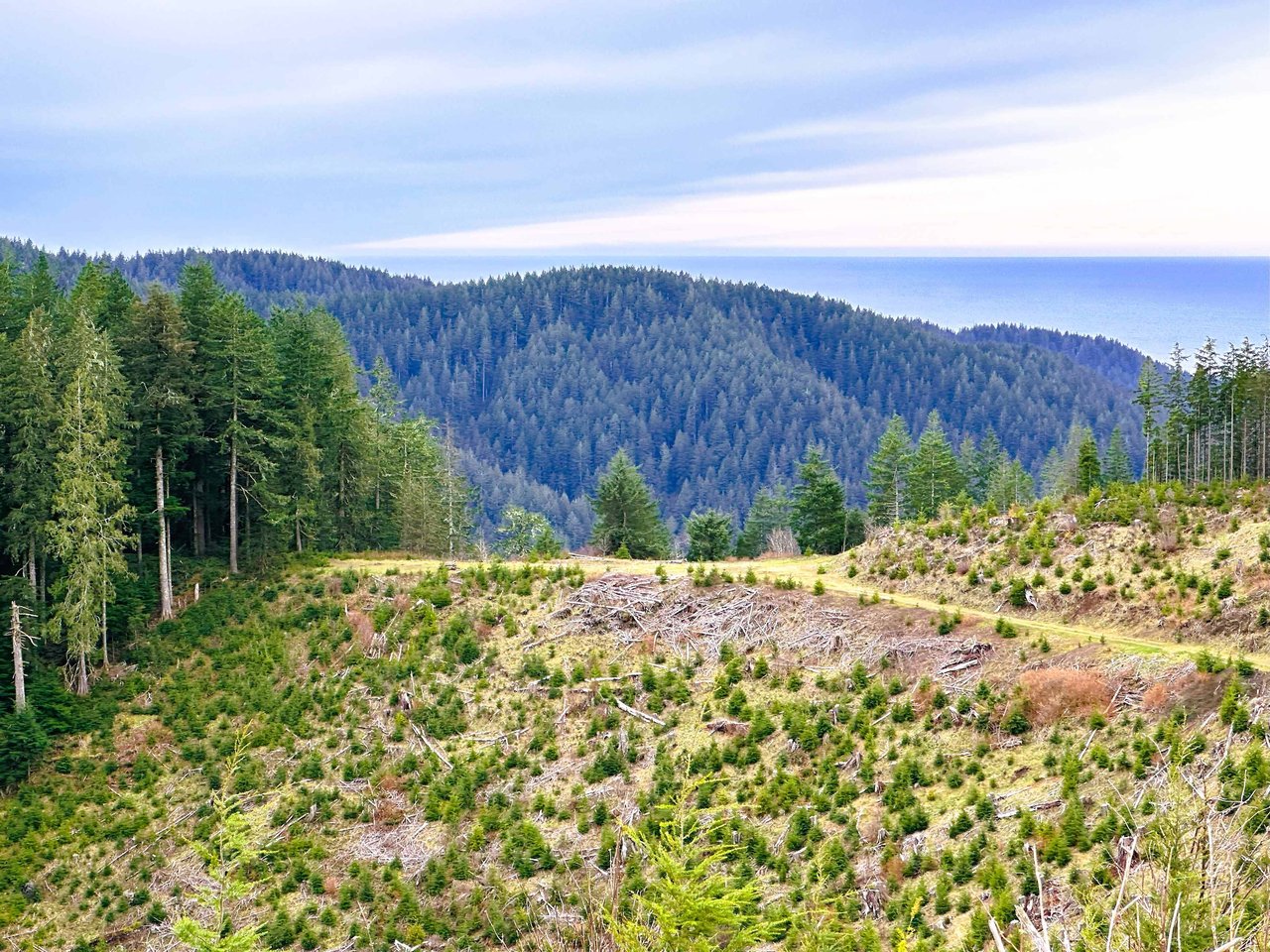 Cummins Creek Wilderness Overlook