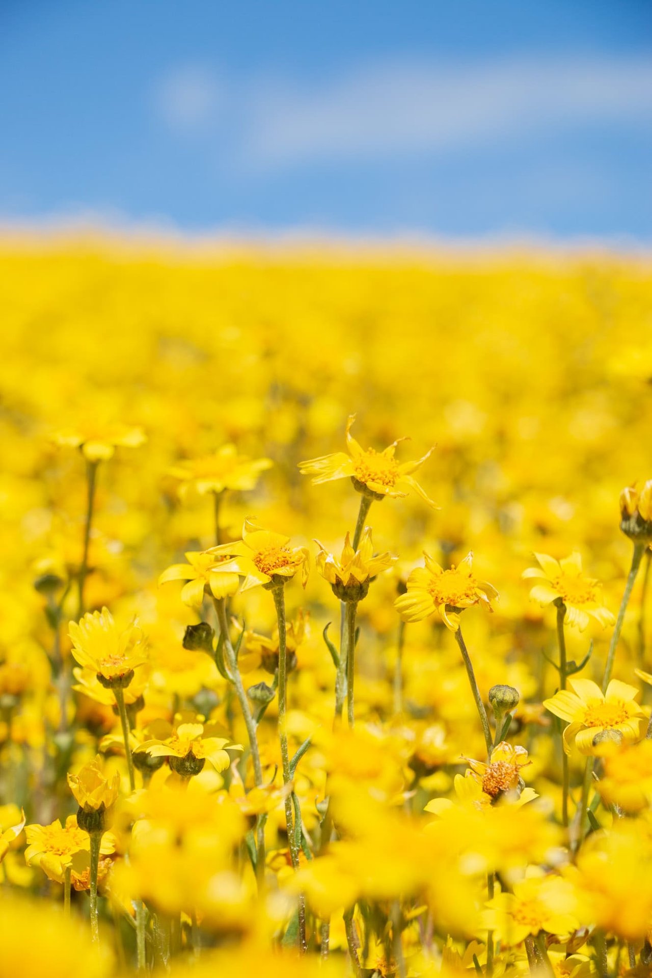 Carrizo Plains