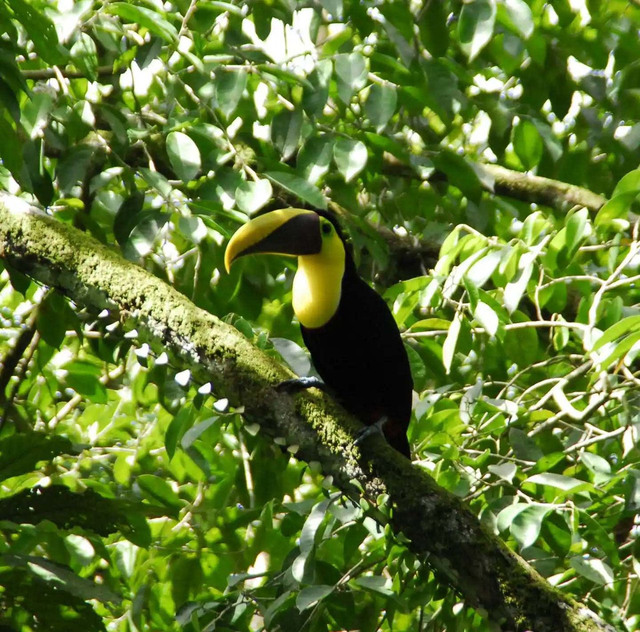 Affordable & Charming 1 bedroom Villa with Pool in gated community, immersed in the rainforest close to Quepos  