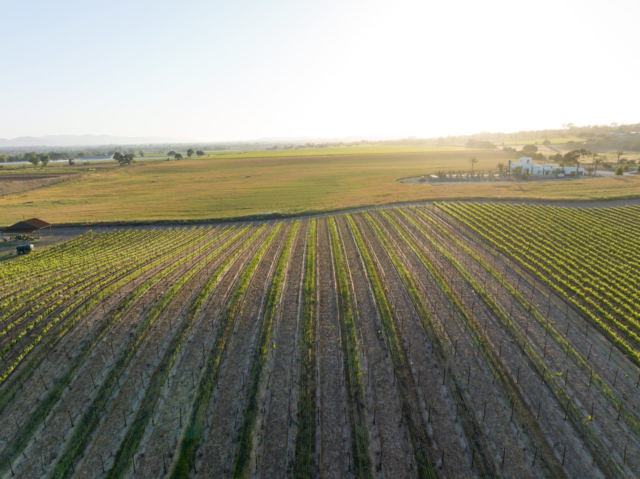 Build your Dream Vineyard Estate