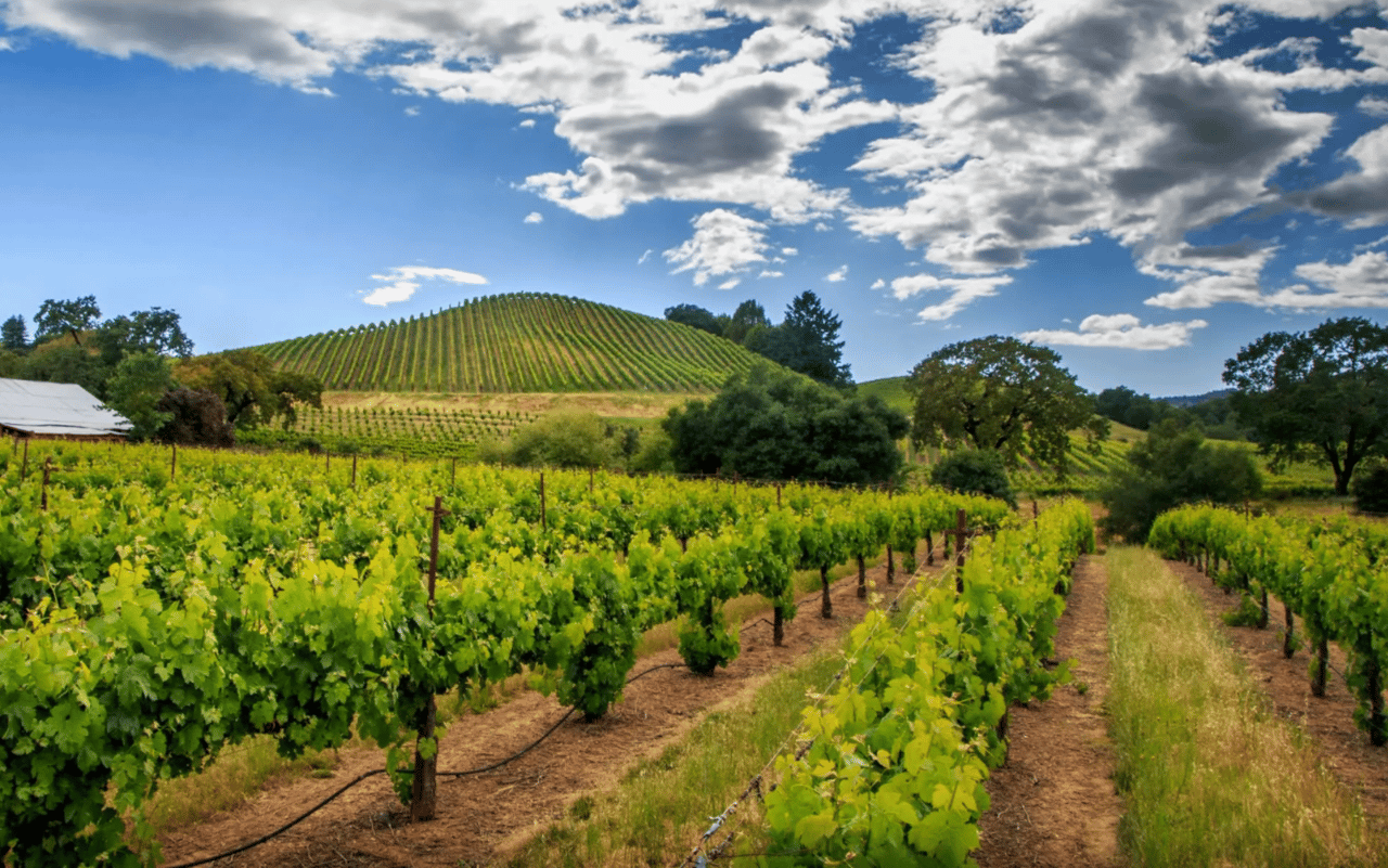 lush green vineyard property in Sonoma