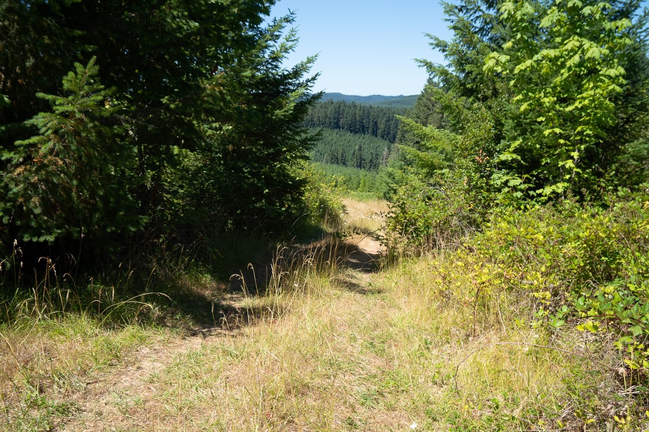 Hayes Hill Tree Farm 