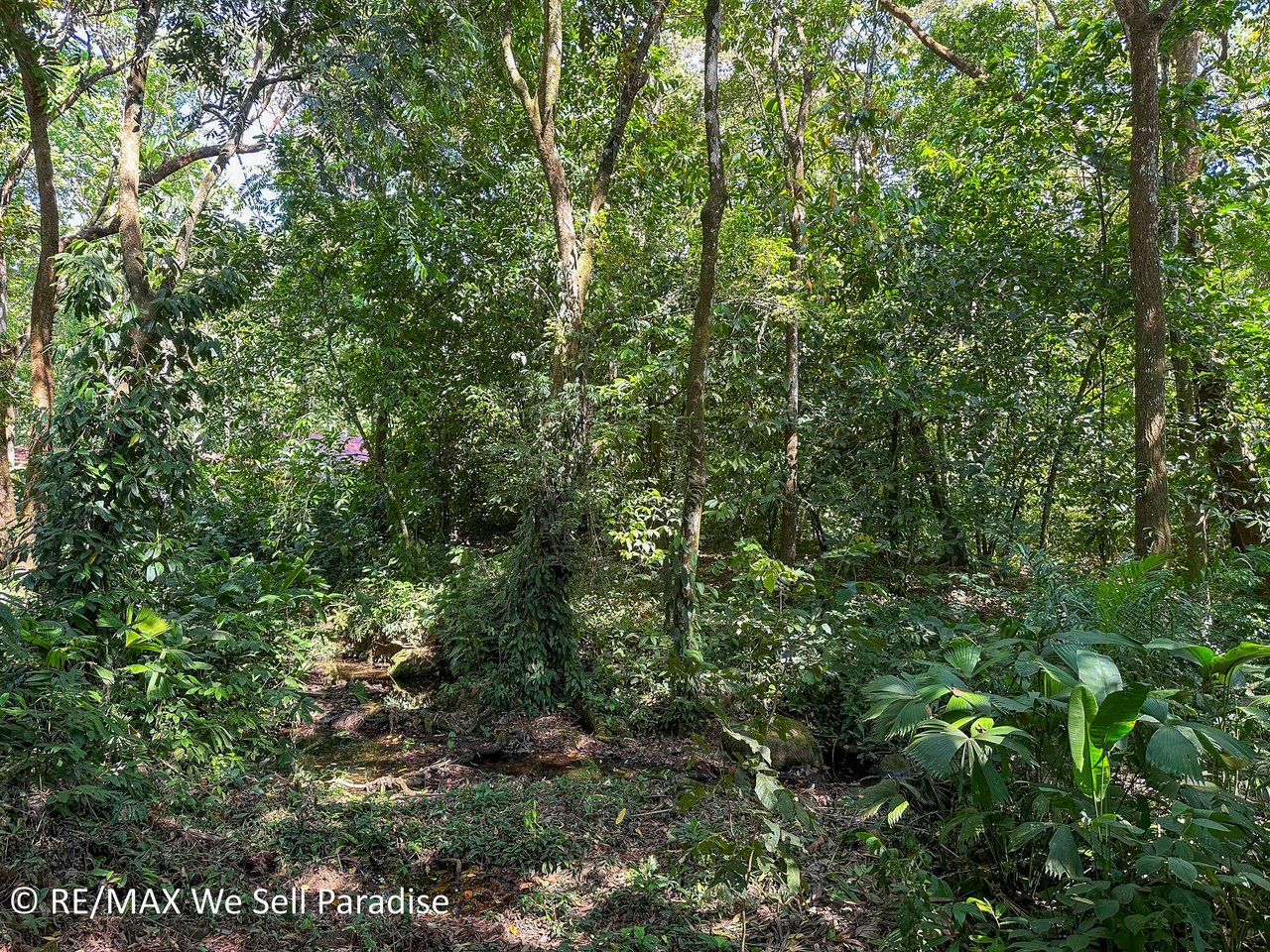 A large jungle-clad piece of land with mountain views, internal creek, and river frontage.