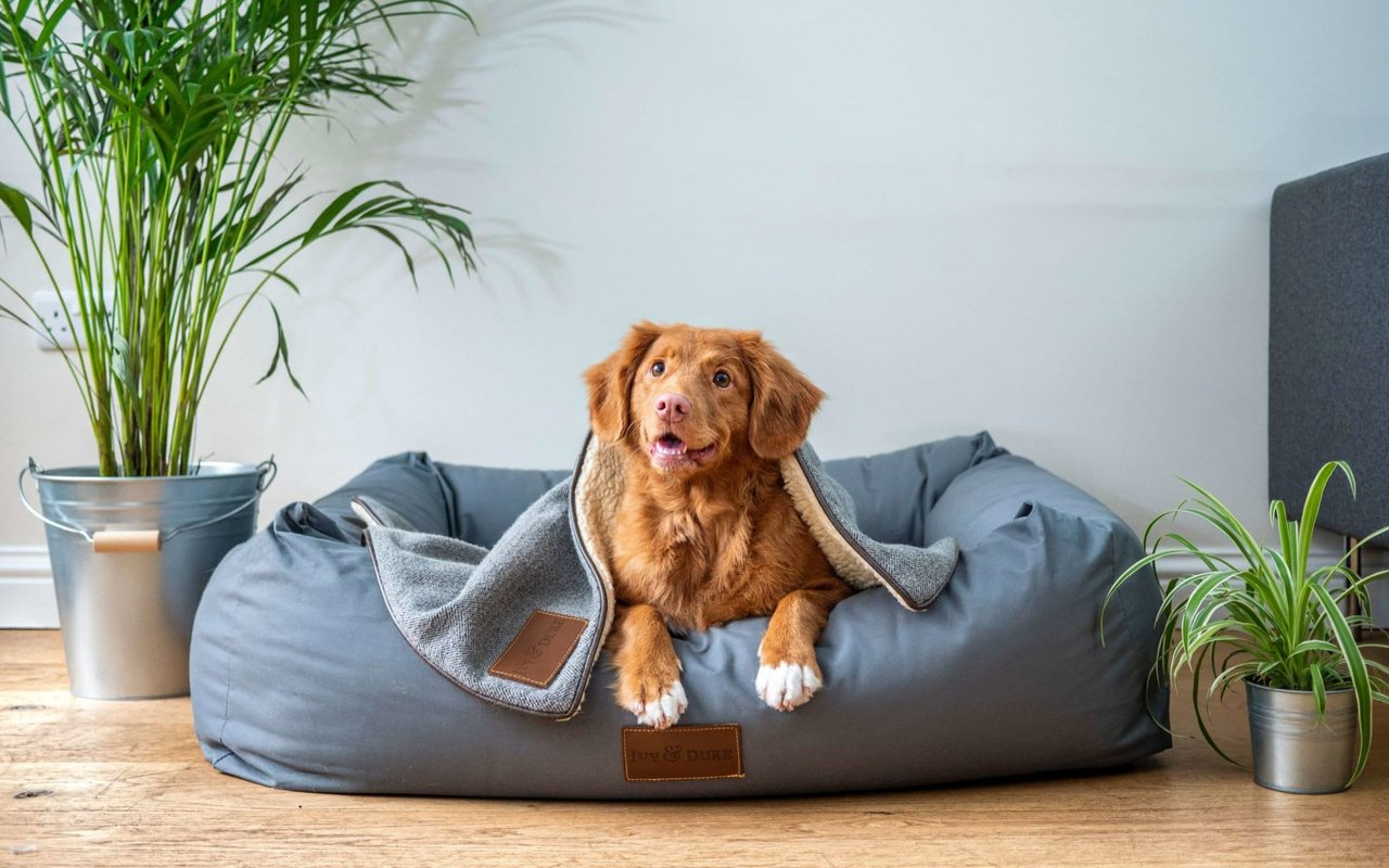 7 PET-FRIENDLY FEATURES TO LOOK FOR IN YOUR NEXT HOME