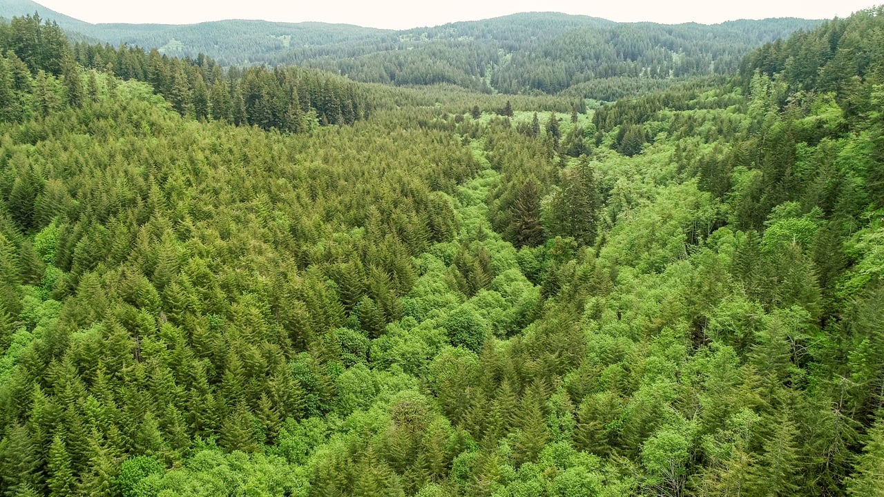 Three Rivers Conservation Project - Ensuring Roosevelt Elk Habitat