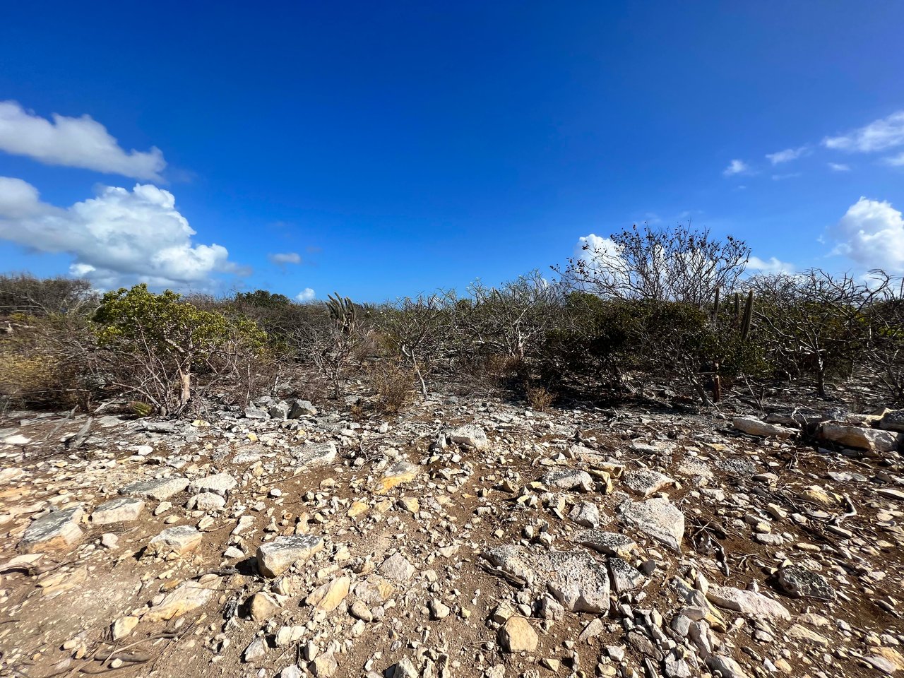 780 .575 Acres at Loblolly Bay