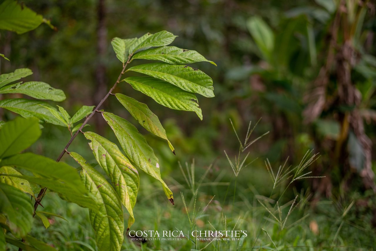 Finca Buenos Aires