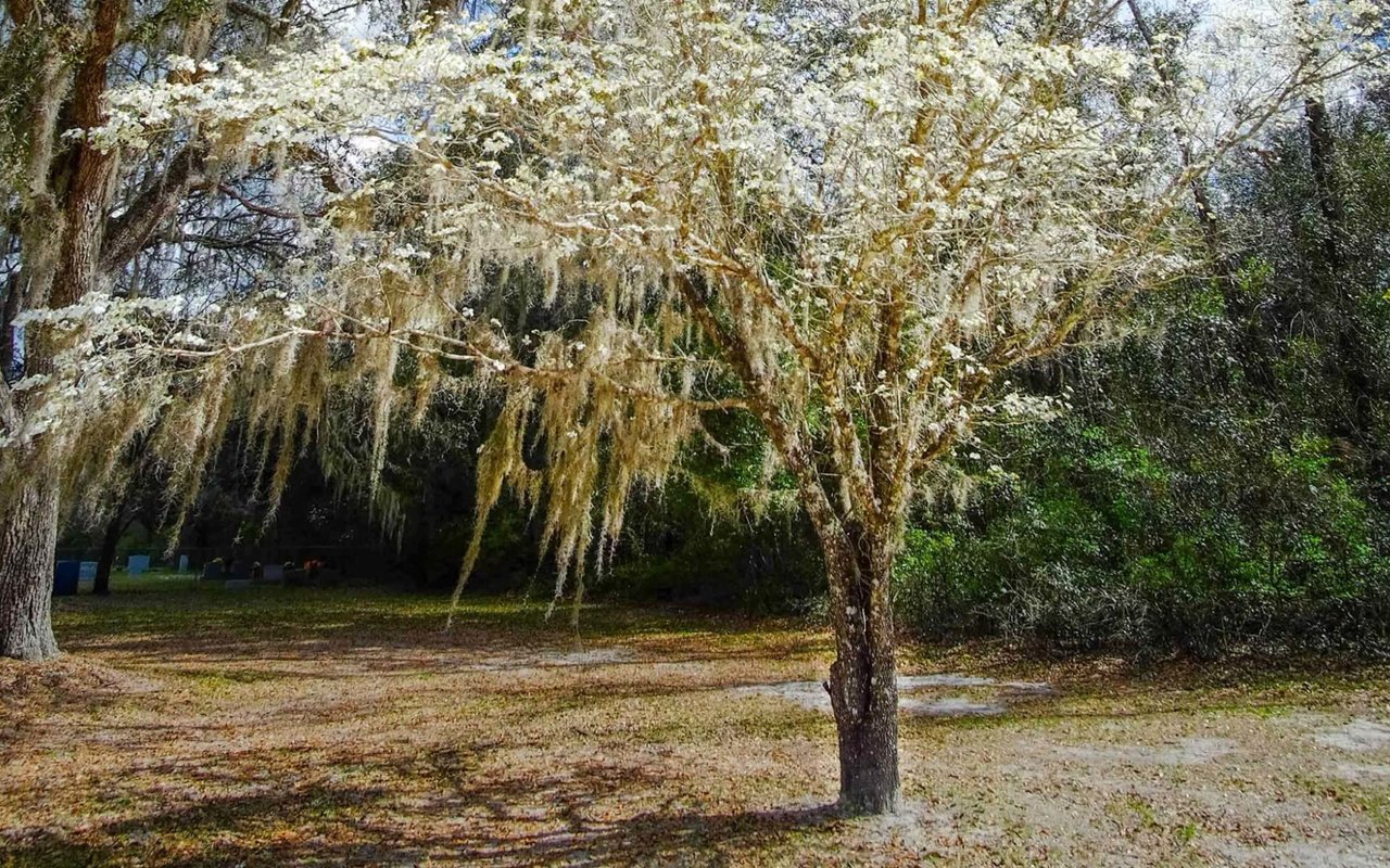 Micanopy