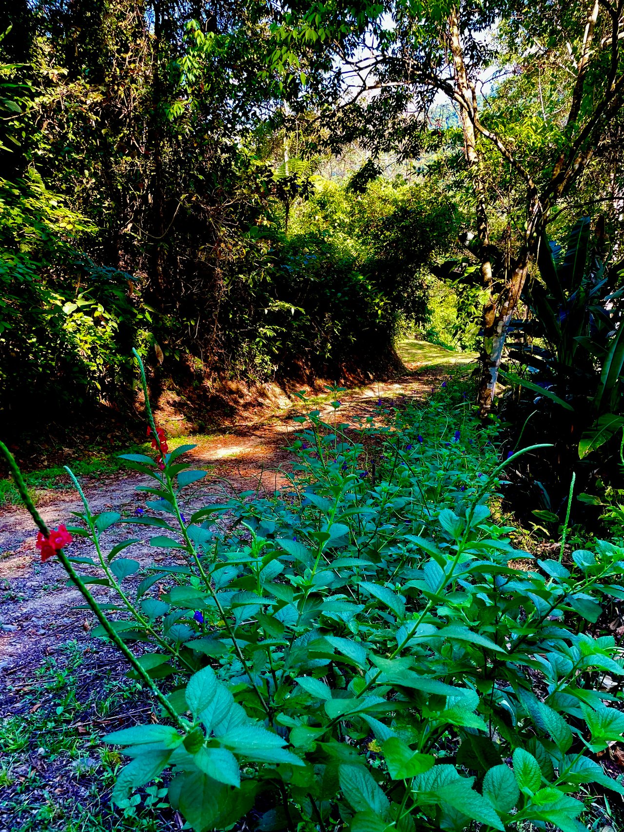 Wildlife•Wildlife •Wildlife, Tres Rios, Puntarenas