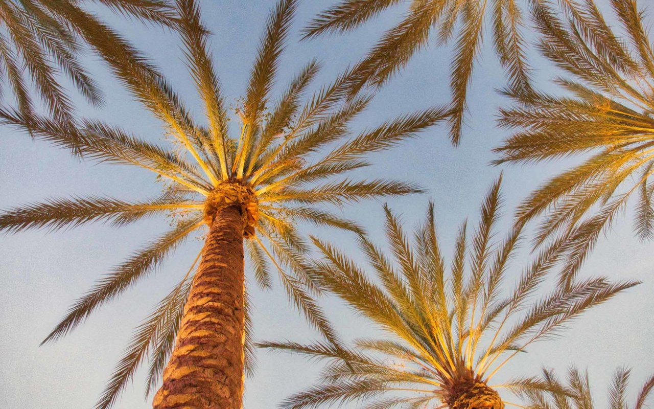 Palm trees and skyline in Irvine, California’s master-planned city