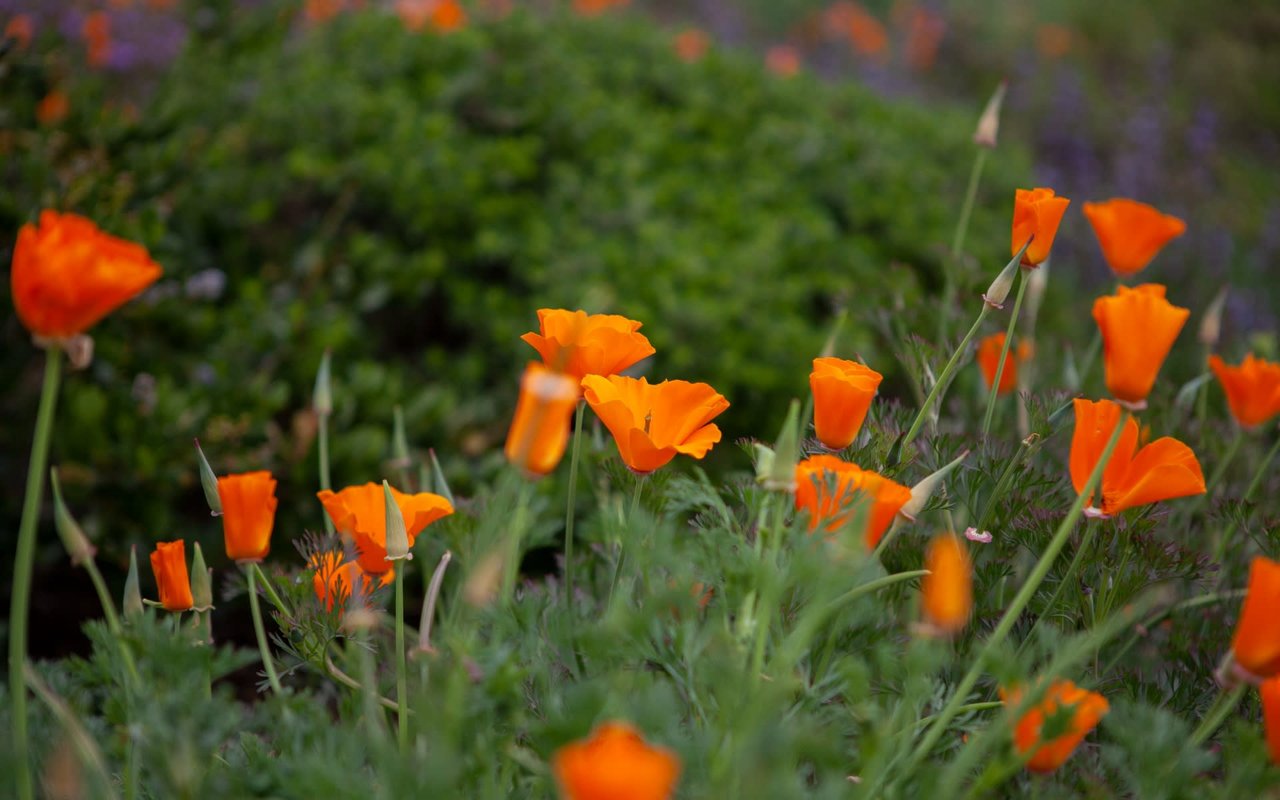 Santa Ynez