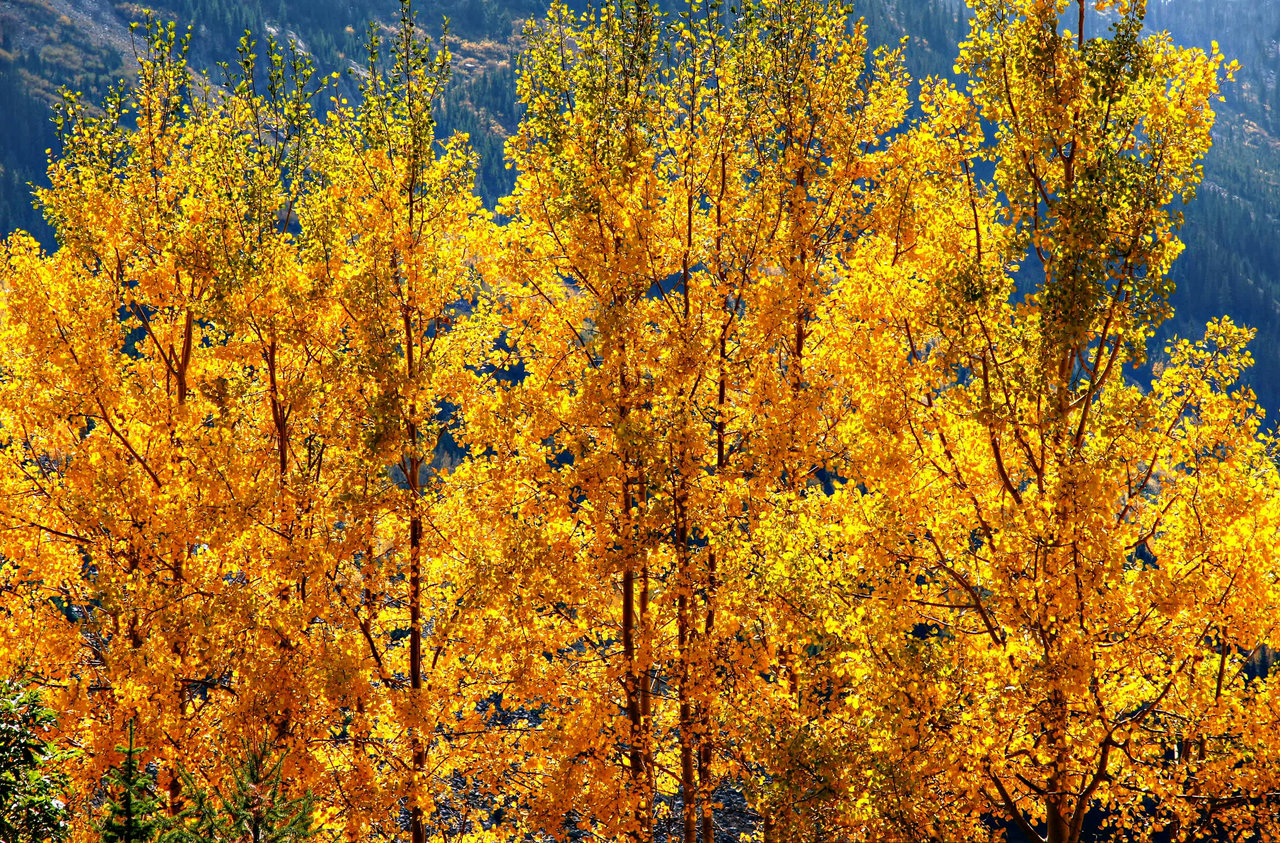 Your Guide to Peak Fall Colors in Crested Butte