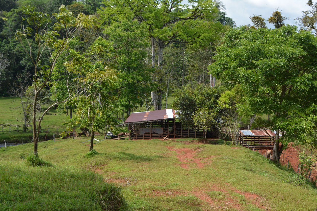 Osa Peninsula Magic 