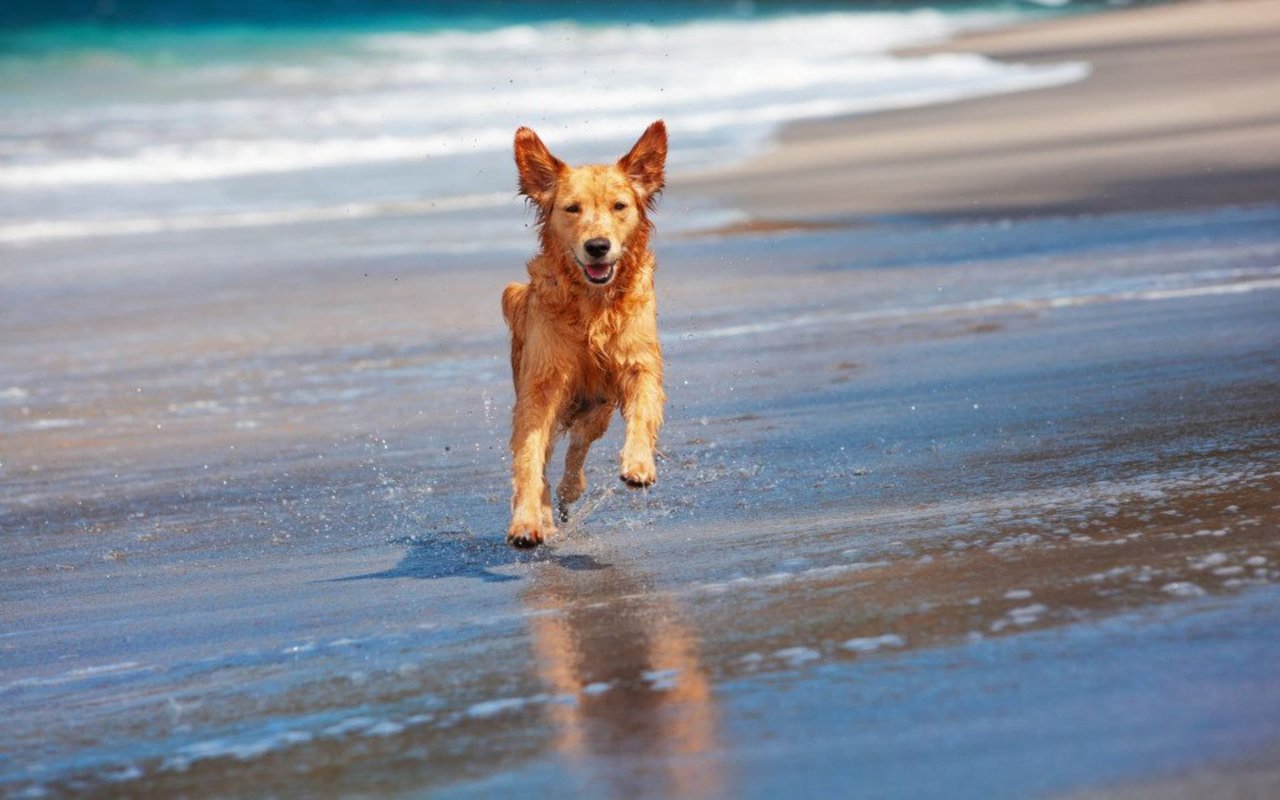 Put Your Paws Up for the Best Dog-Friendly Beaches in Santa Cruz County​