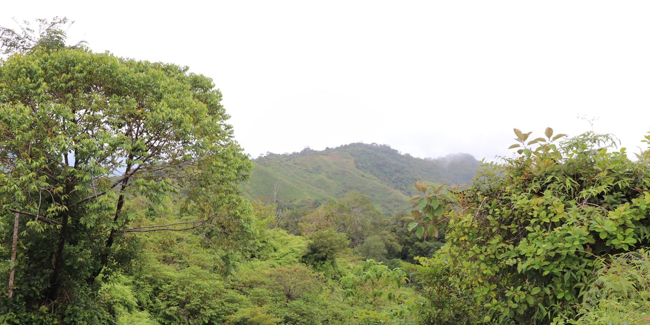 Rainforest Conservation Pasture Land, Osa, Puntarenas