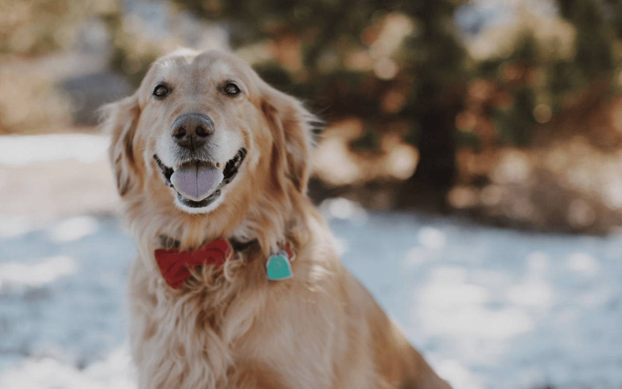 Tips for Moving with Pets