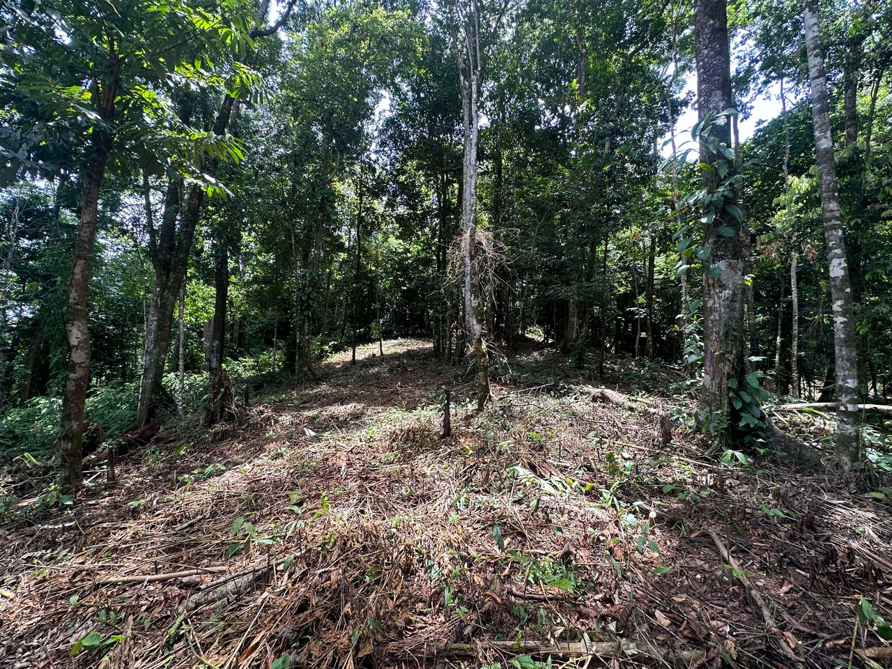 1.6 Acres Land Parcel in Ballena, Jungle Views.