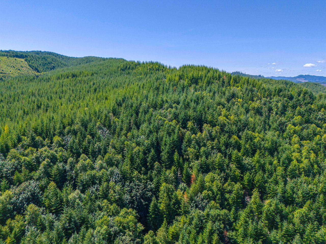 High Pass Tree Farm