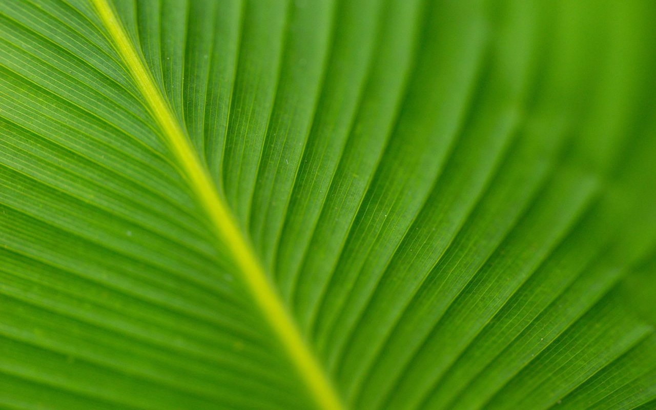 THE GREEN SHEET | SEPT/OCT 2022