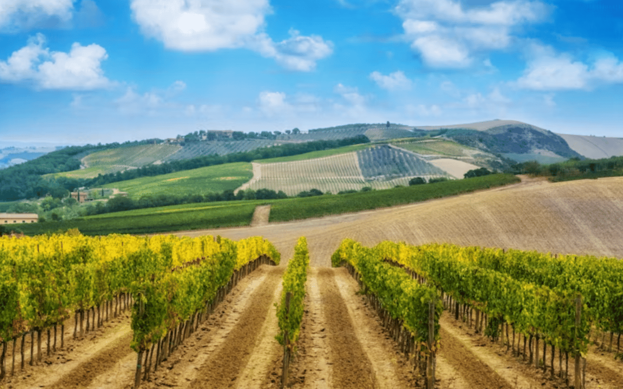 A vineyard in the countryside. The vines are tall and green, and they are growing in rows.