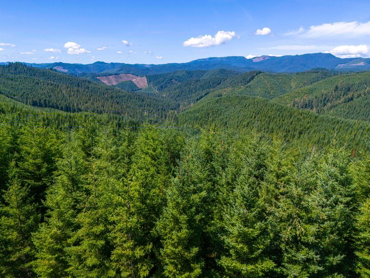 High Pass Tree Farm
