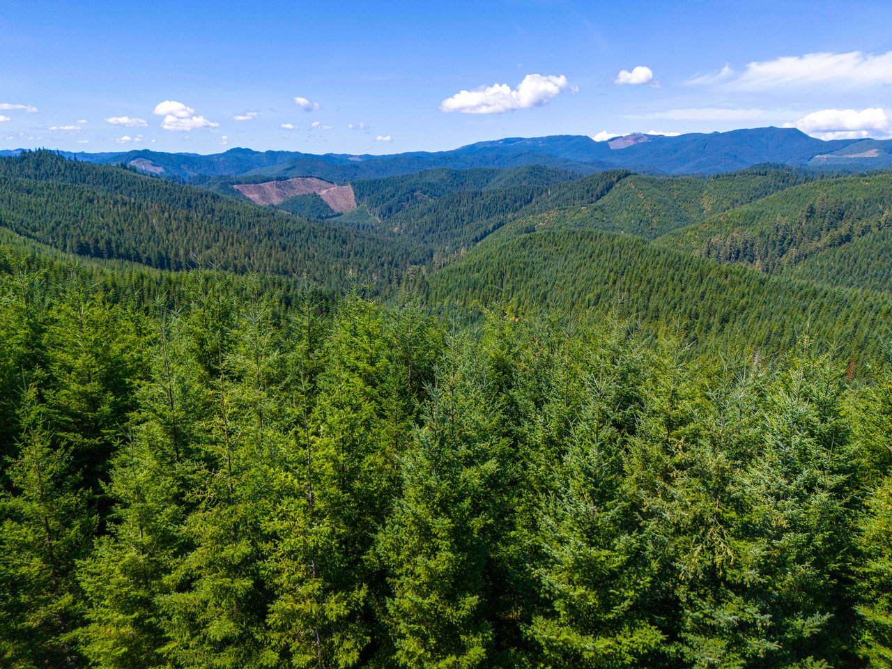 High Pass Tree Farm