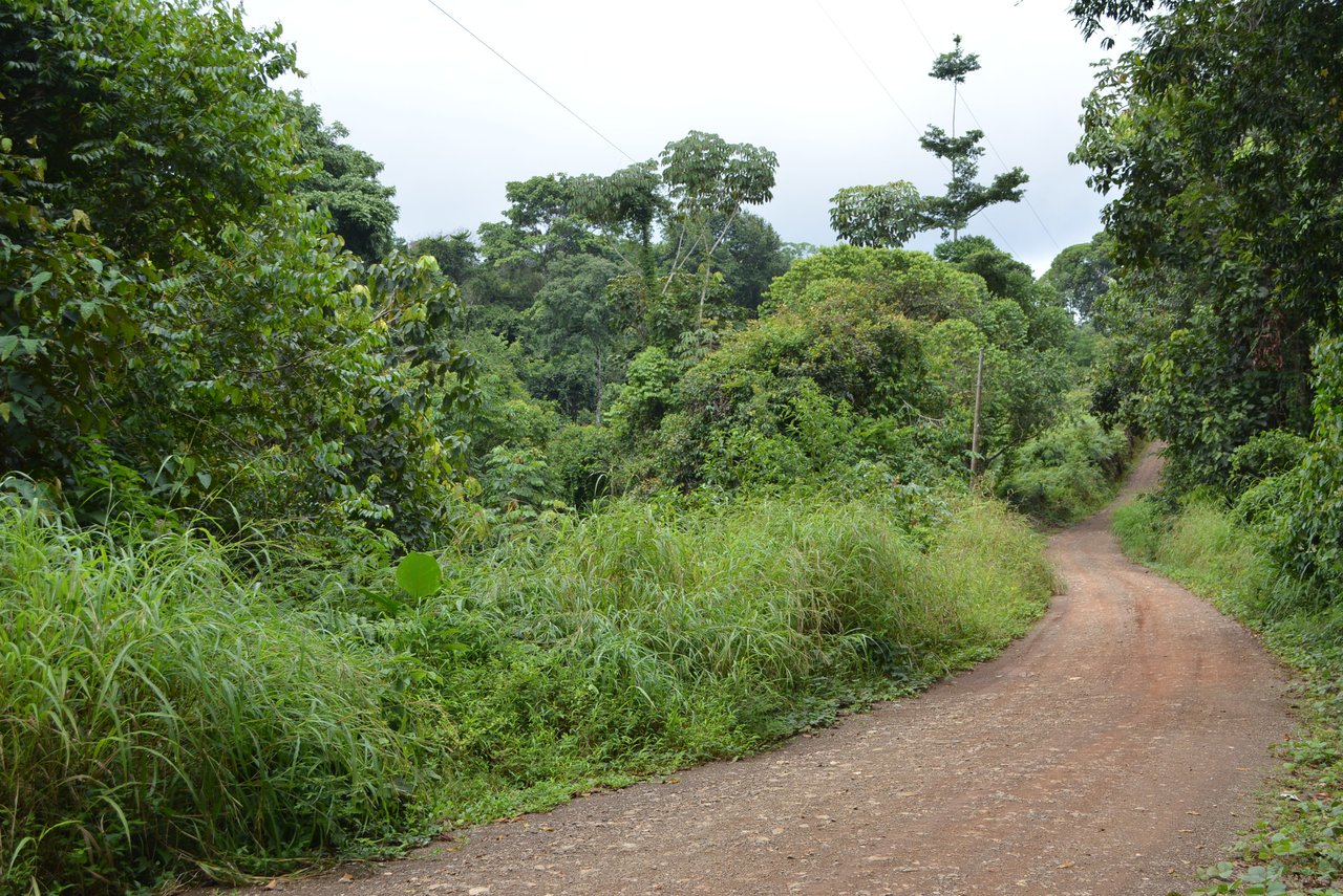 7.6 Acres Calle Camaron Platanillo