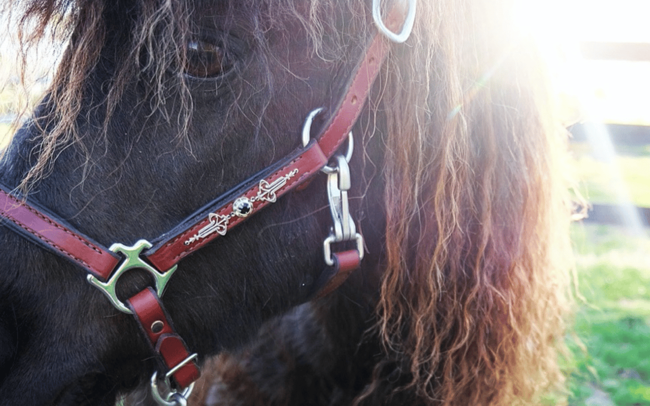 Equus Couture Is Coming Tonight!