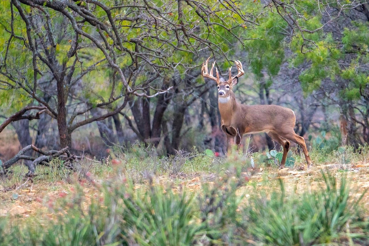 How to Find the Perfect Hunting Property in East Texas