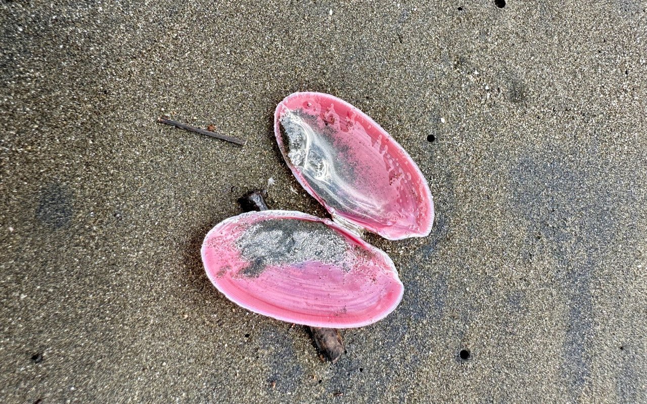 Playa Junquillal