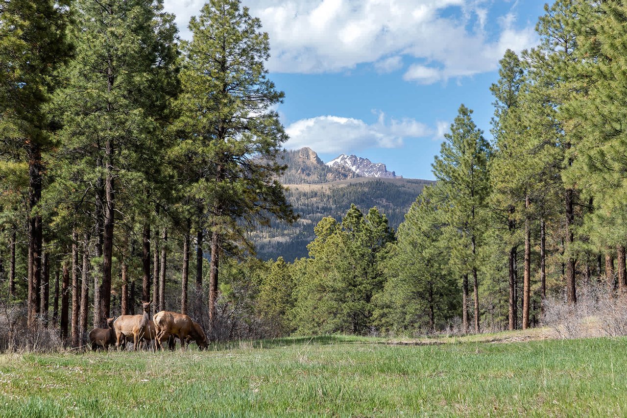 Watusi Ranch - Pagosa Springs, Colorado