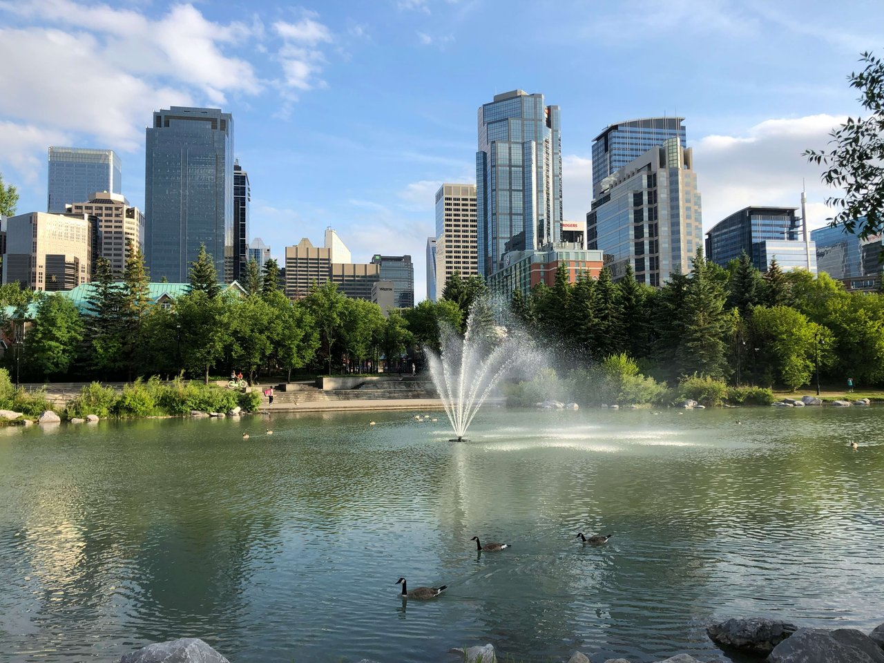 ducks swimming in price island park with downtown calgary in the background