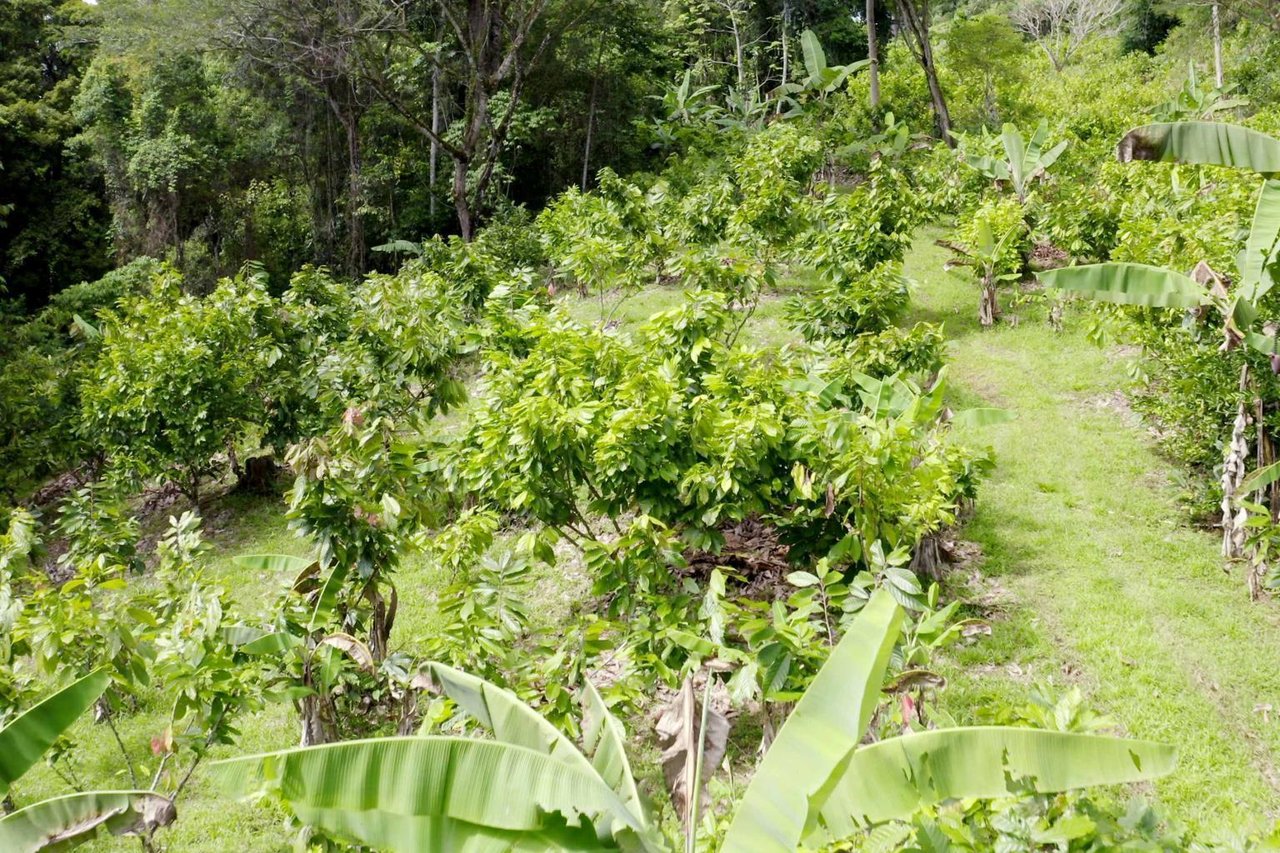 12.5 Acre Luxury Cacao Estate