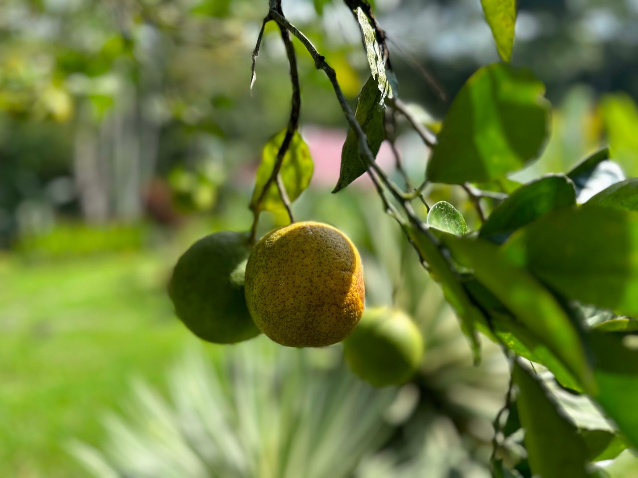 A Tranquil Haven: Prime Investment Opportunity in Uvita's Lush River Enclave