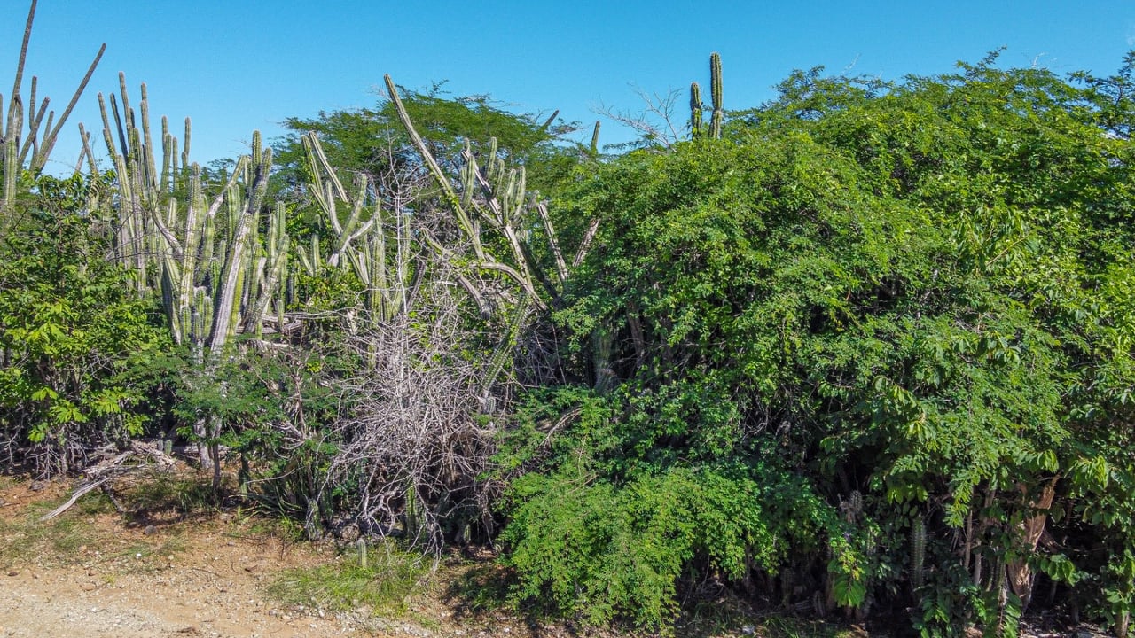 Property land Bonaire