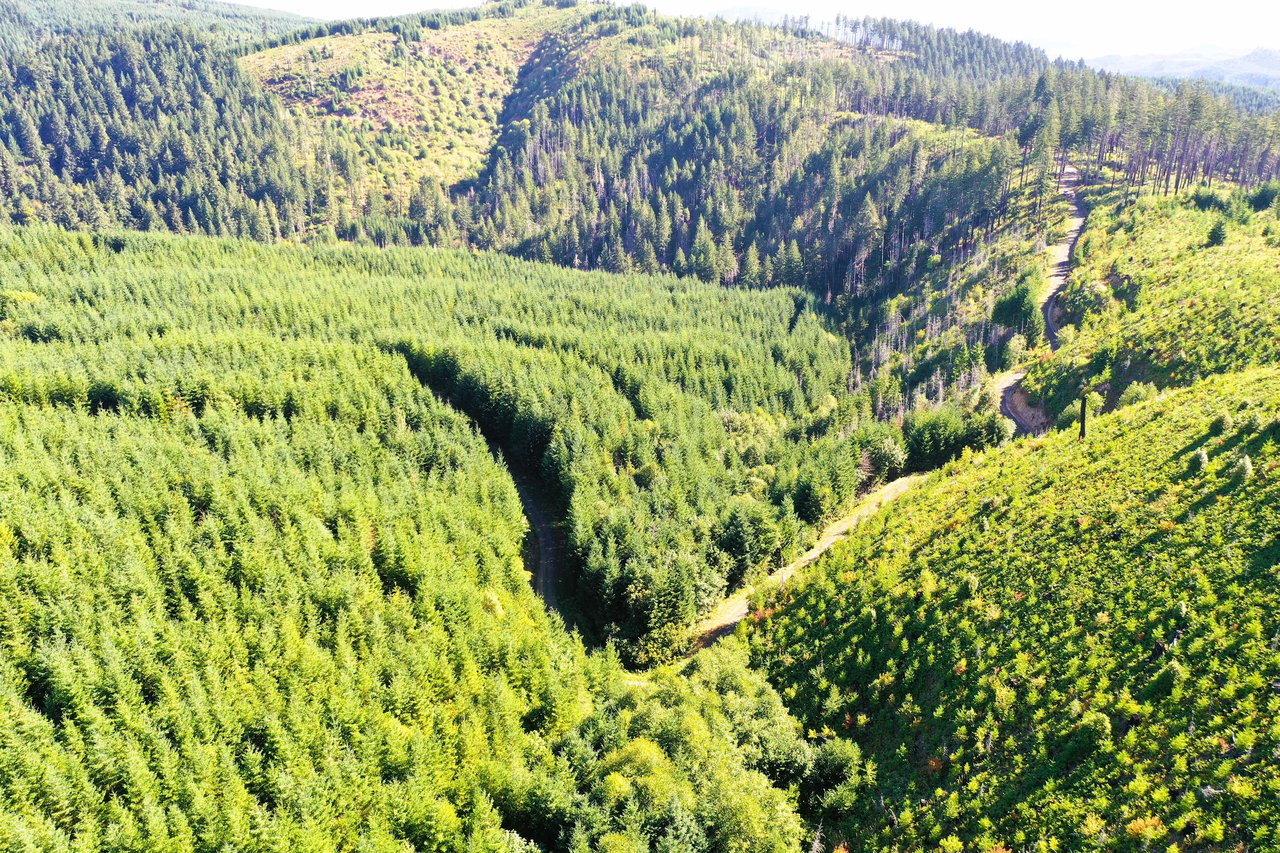 High Pass Tree Farm