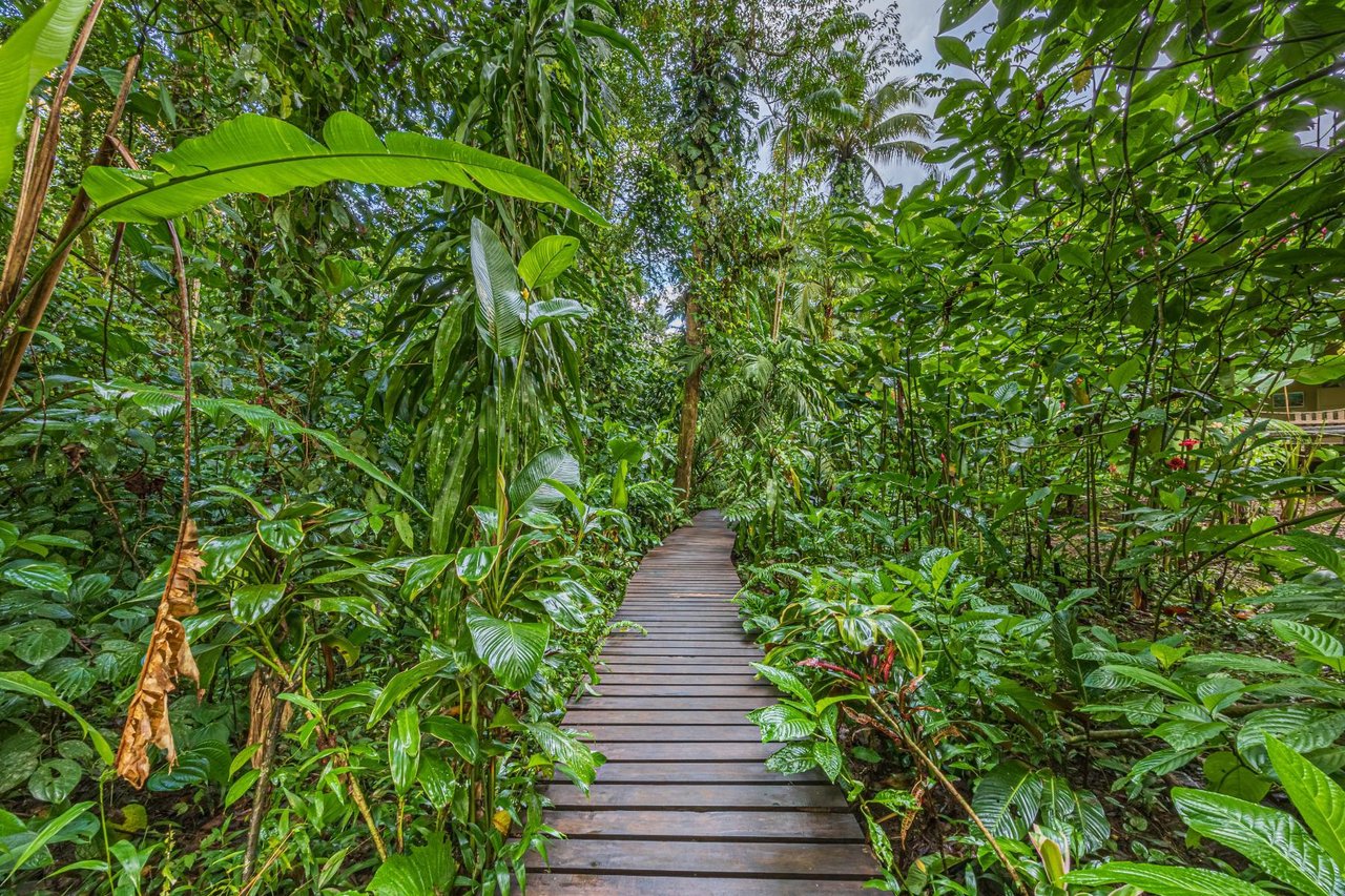 Private Beachfront Rainforest Estate, Osa, Puntarenas