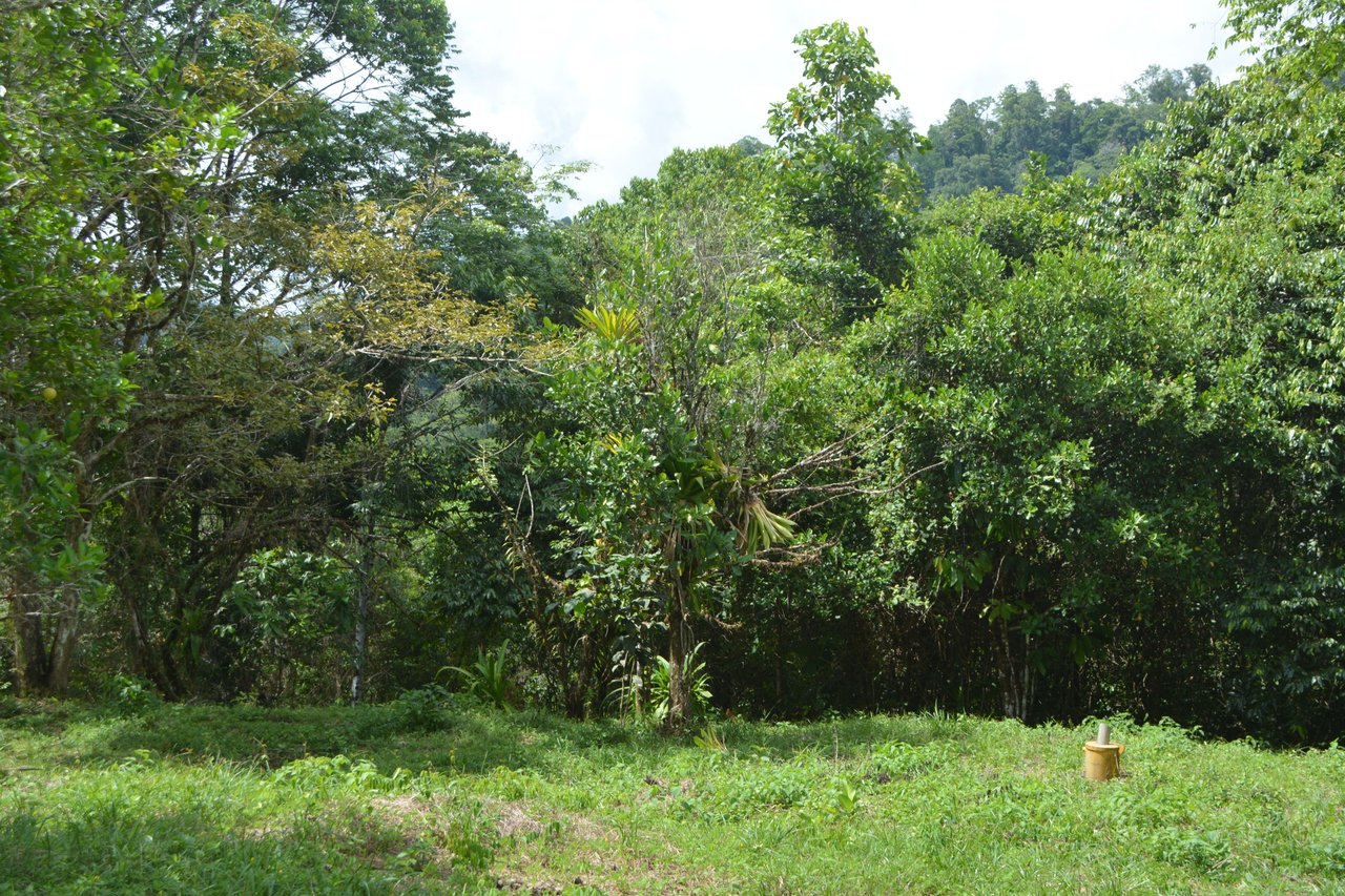 42 Acres With Waterfalls, Ocean Views & Multiple Building Sites Sliencio Ariba
