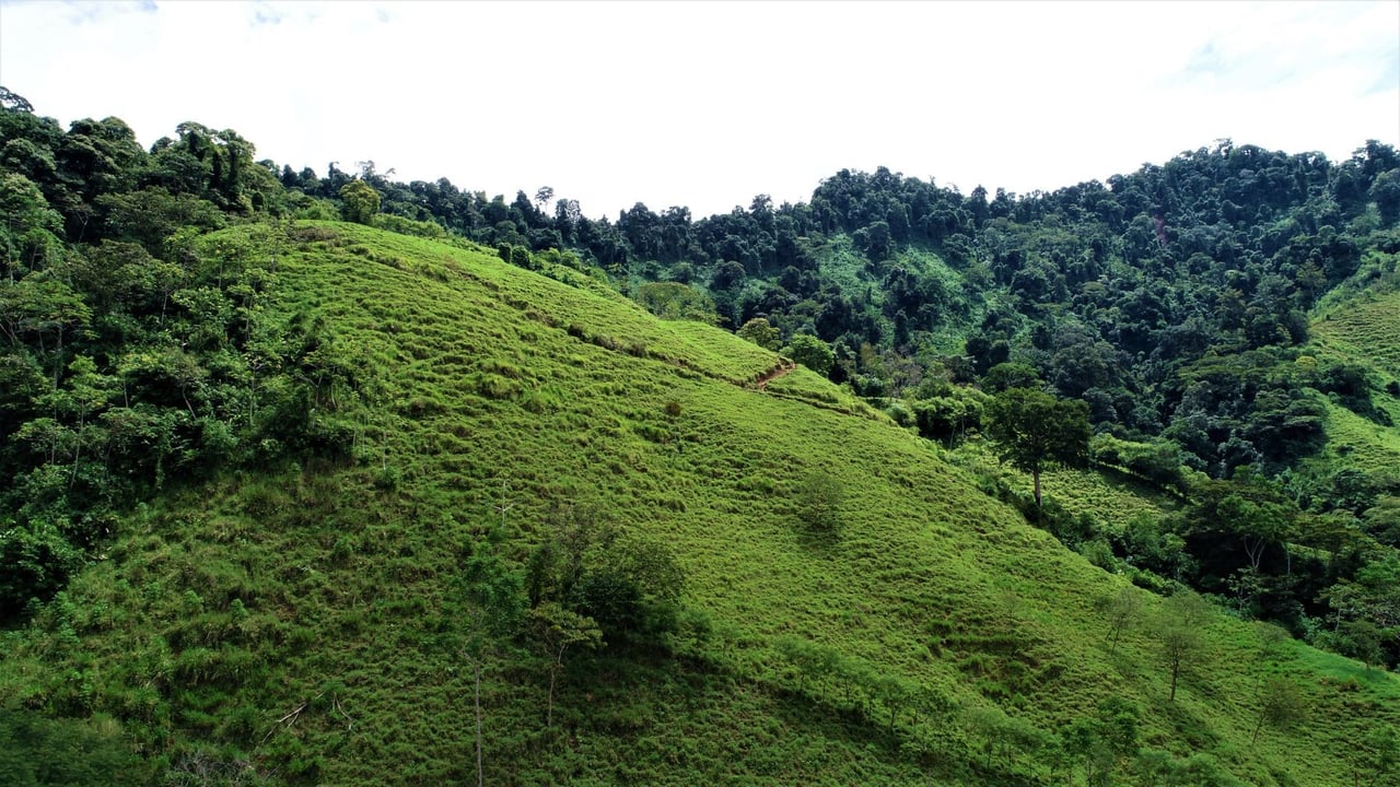 Riverfront Forest Farm, Perez Zeledon, San Jose