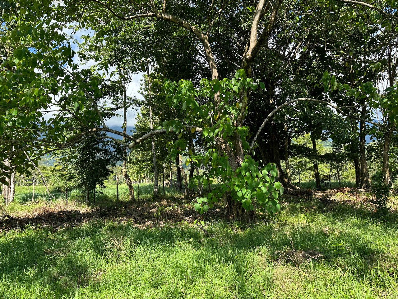 Over 3 Acres, Mountain View Lot in the Heart of Ojochal, Ready for Development!.