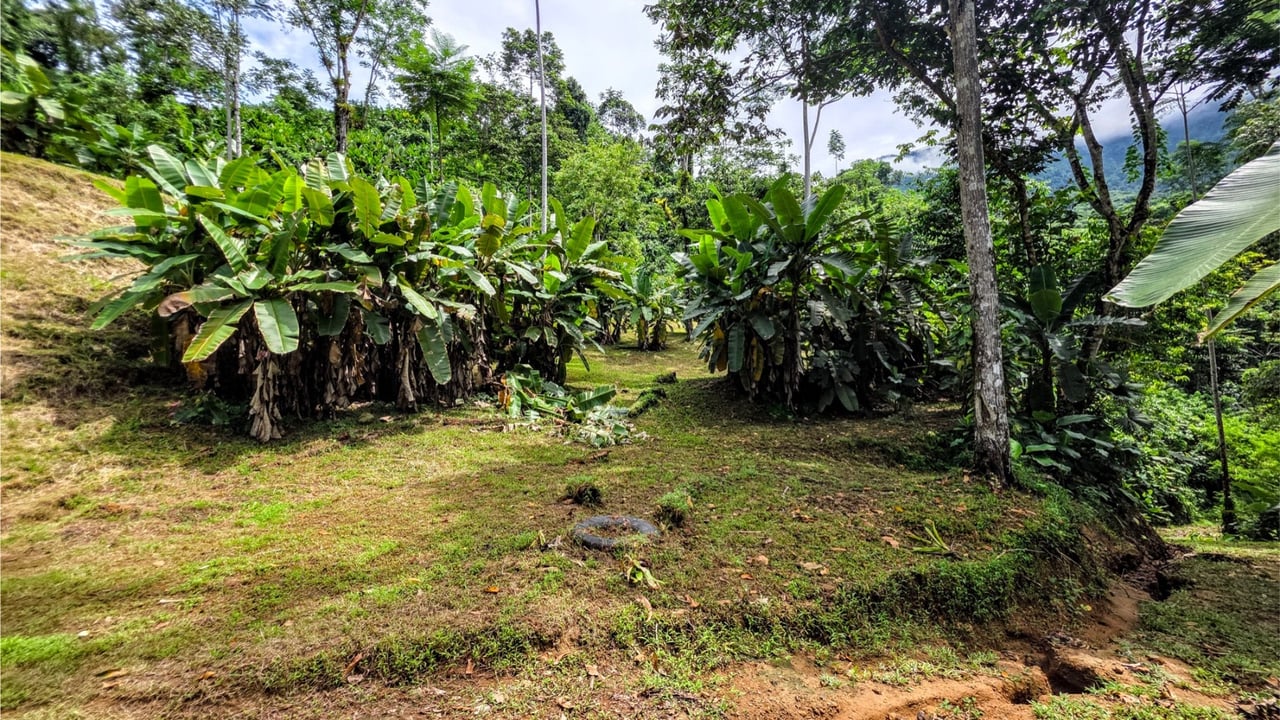 Rainforest Waterfall Acreage Estate, Dominical, Puntarenas