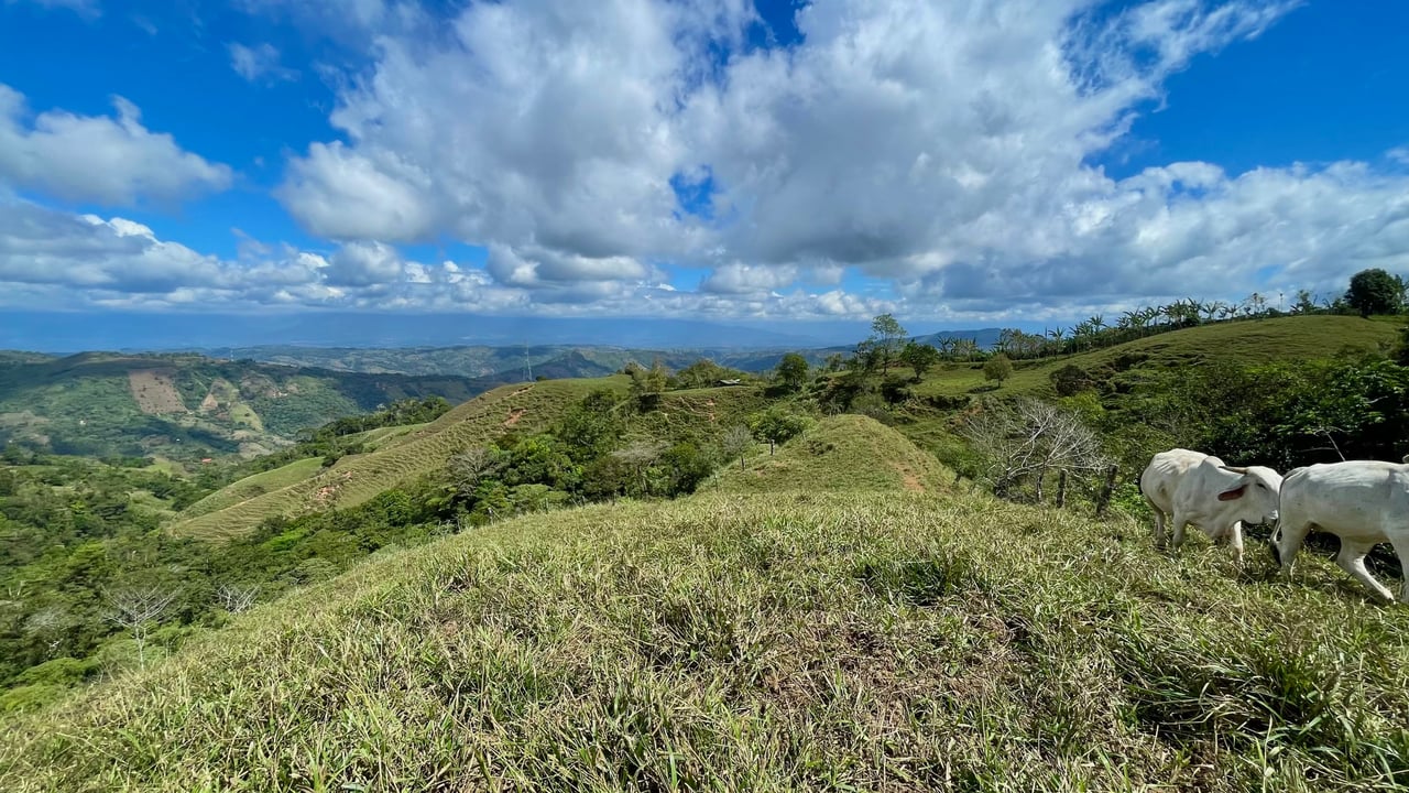 OVER 14 ACRES FARM IN ALTO DE GUADALUPE