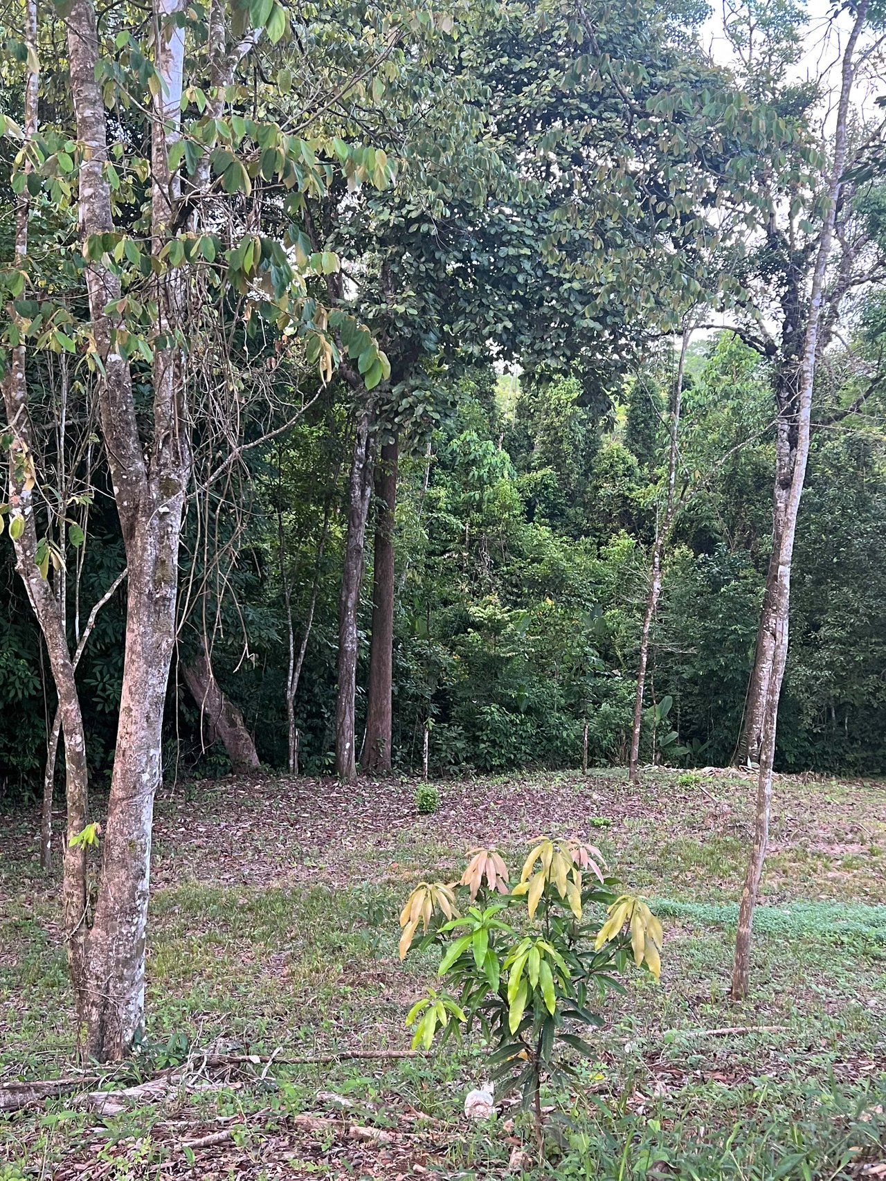  Affordable & Charming 1 bedroom Villa with Pool in gated community, immersed in the rainforest close to Quepos  