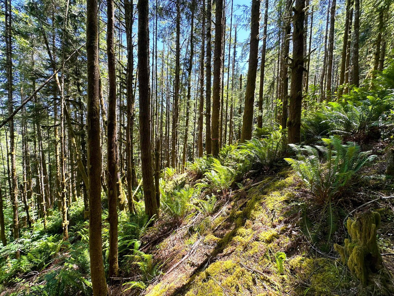 Yaquina Forest