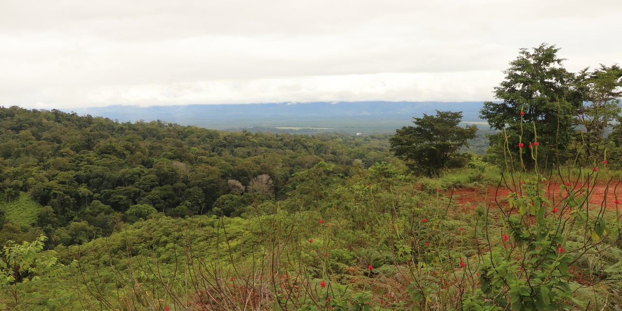 Rainforest Conservation Pasture Land, Osa, Puntarenas