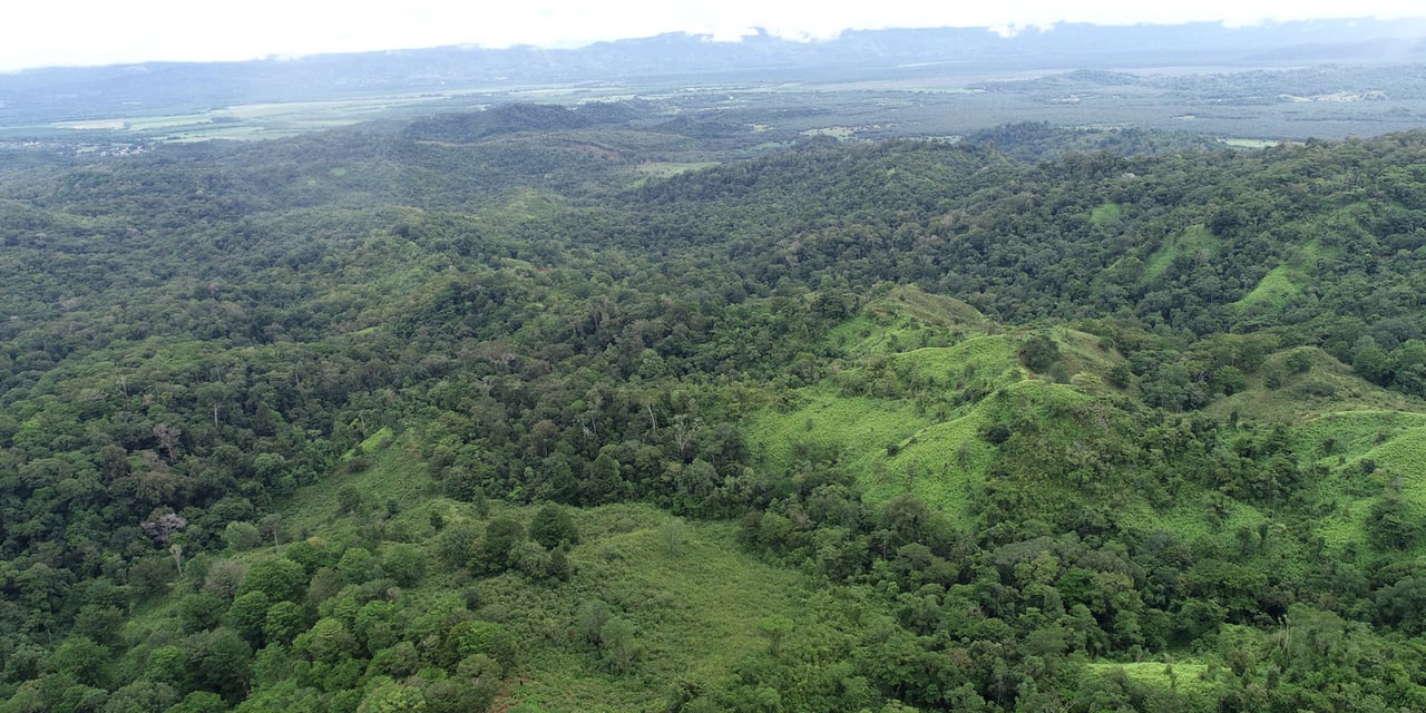 Rainforest Conservation Pasture Land, Osa, Puntarenas