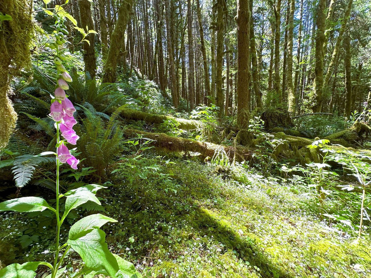 Yaquina Forest